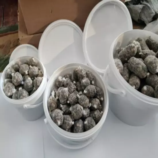 250 MINI carp fishing bait balls supplied in esi to use esi to catch bucket