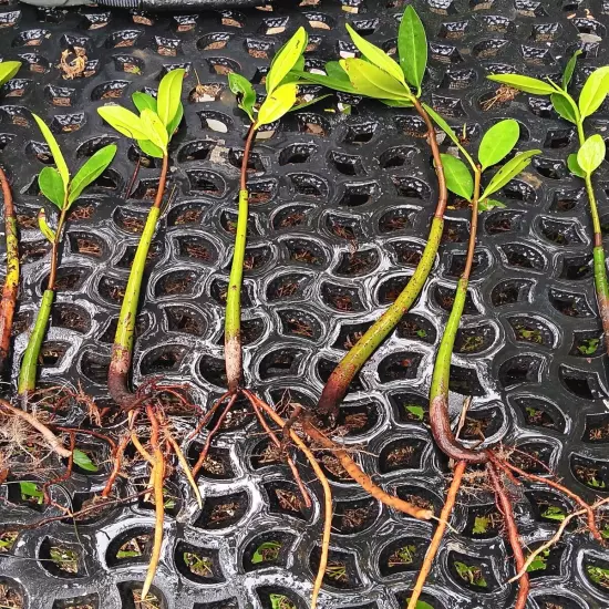 5 Red Mangrove Tree Live Plants With Roots! Aquarium Freshwater Saltwater! Tank 