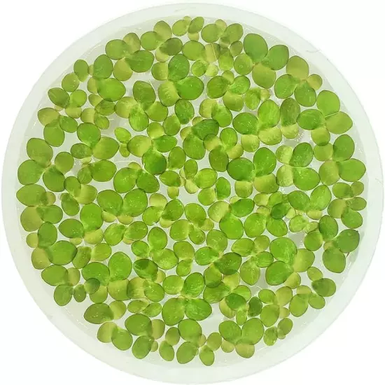 Giant Duckweed, Spirodela Polyrhiza, Live Aquarium/Aquatic/Freshwater/Floating/P