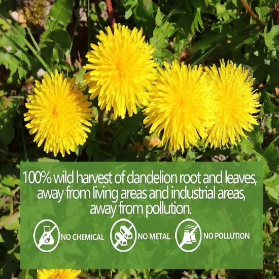 Premium 100 Dandelion Leaf & Root Tea Bags 7.06oz Herbal Tea Caffeine Free