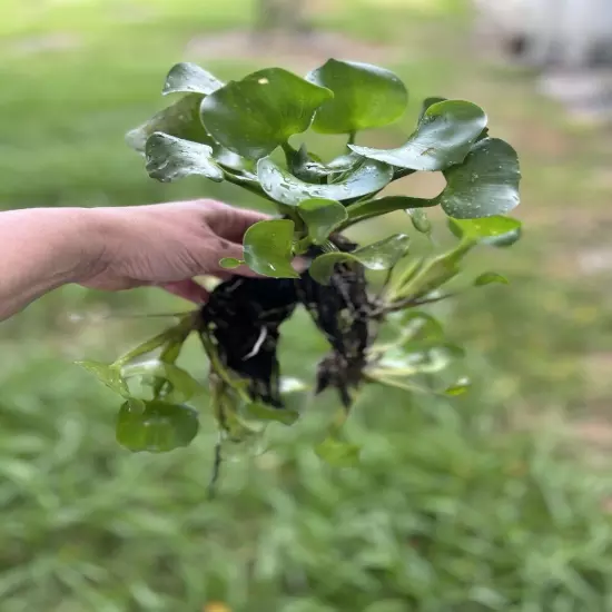 15 Live Water Hyacinths Blooming Organic Floating Koi Pond Plant Long Roots