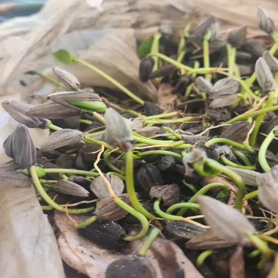 10 White Mangrove Small Plant Laguncularia Racemosa Shore Restoration Beach Tree