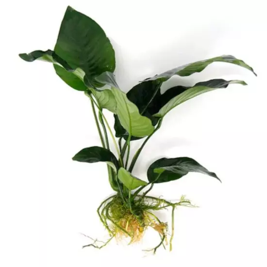 BUY 2 GET 1 FREE Anubias Barteri Live Aquarium Plants