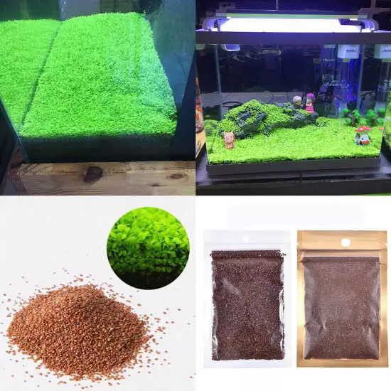 Aquarium Plant Seeds Fish Tank Aquatic Water Grass Foreground Easy Plants 5g .