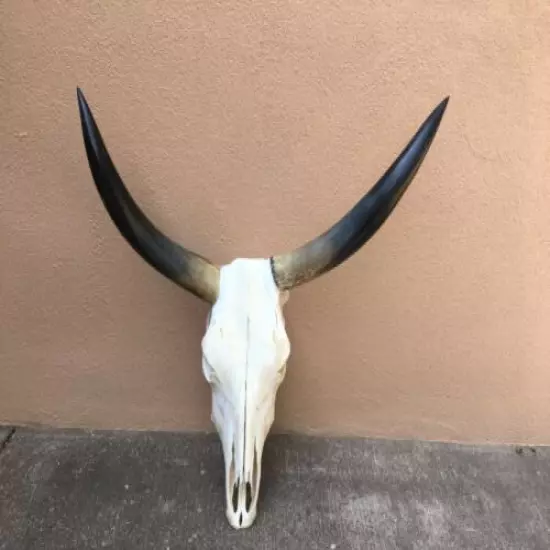 LONGHORN STEER SKULL 31 1/2" inch WIDE POLISHED a BULL HORN MOUNTED COW HEAD 