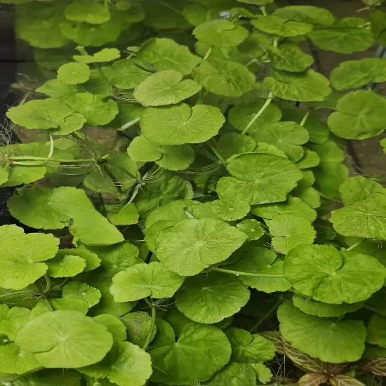 Brazilian Pennywort - LARGE BUNCH (12+) - EASY GROW - Live Aquarium Plants 