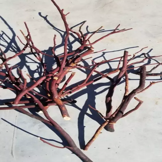 5 Assorted Red/Grey Manzanita branches for bird perch 9"-17"