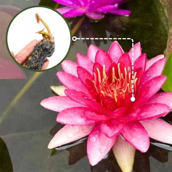 Buy2Get1Free Red Perry's Baby Hardy Waterlily Tuber Live Colorful Plants Flower