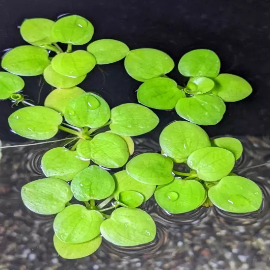 40+ Leaf Amazon Frogbit - Live Aquarium Floating Plants - Buy 2 Get 2 FREE!