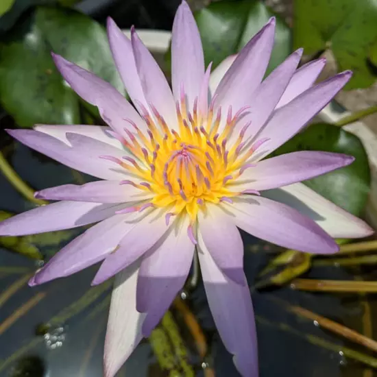 Buy2Get1Free Blue Dao fah Tropical Waterlily Live Fresh Plants Pond Color Flower