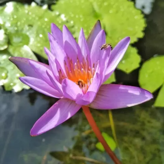 Buy2Get1Free Blue Alin Tropical Waterlily Live Pond Colorful Plants Flower Tank