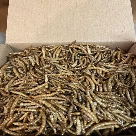 Dried Meal Worms 1 Lb Box 18.00 