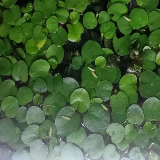 Amazon Frogbit 50+ Leaves - Live Floating Plant (Limnobium Spongia)