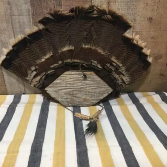 Turkey Feathers W/ Wall Display