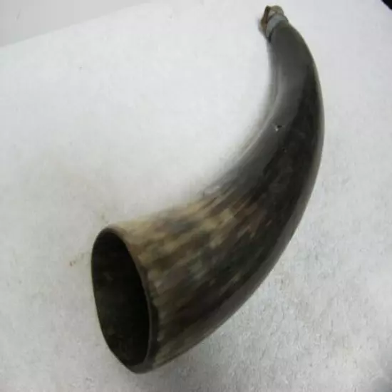 Vintage: Large Black Powder Horn, Found In An Old Pennsylvania Barn, Must See