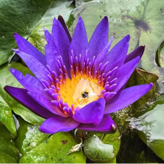 Buy2Get1Free Blue Emerald Tropical Waterlily Live Freshwater Plants Pond Flower