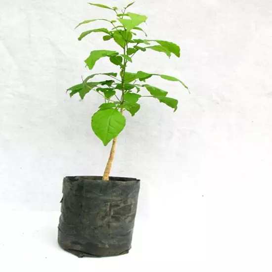 Bel Patra, Bilva Plant 02 Live Plant Length 15 inch for Planting Garden Plant