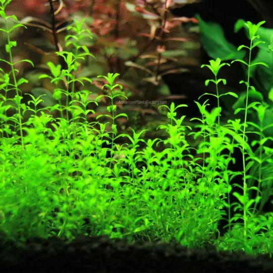 Pearl Weed (Hemianthus micranthemoides) – Live Aquatic Plant for Aquascaping and