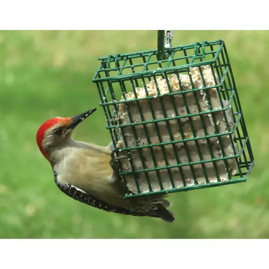 C&S Products High Energy Fresh Suet Value Pack, for Year Round Wild Bird Feeding