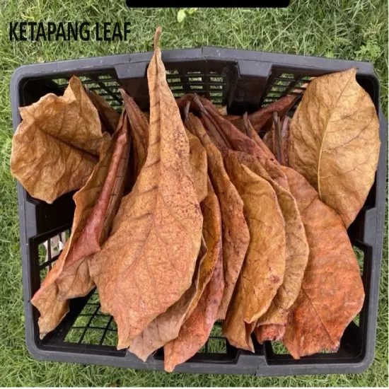 Catappa Indian Almond Leaves Ketapang Leaf Shrimp Betta Fish-Fresh 50Pcs