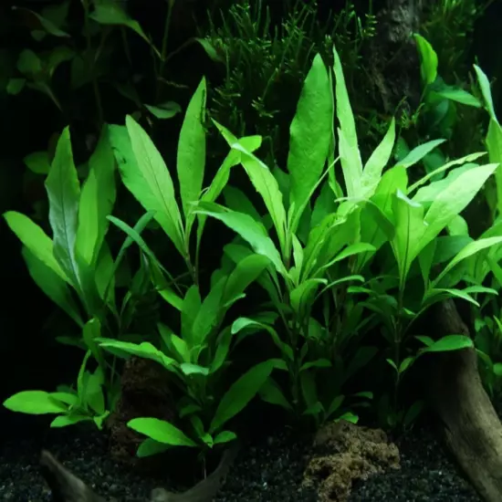 Package Bundle Hygrophila Corymbosa Fresh Live Plants for Fish Aquariums Pets