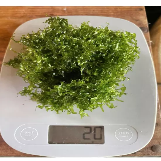 Subwassertang Moss (Round Pellia) | Aquarium Plants Factory®