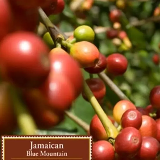 20 lbs of Certified ORGANIC Jamaica Blue Mountain Coffee ~ Customize Your Order!