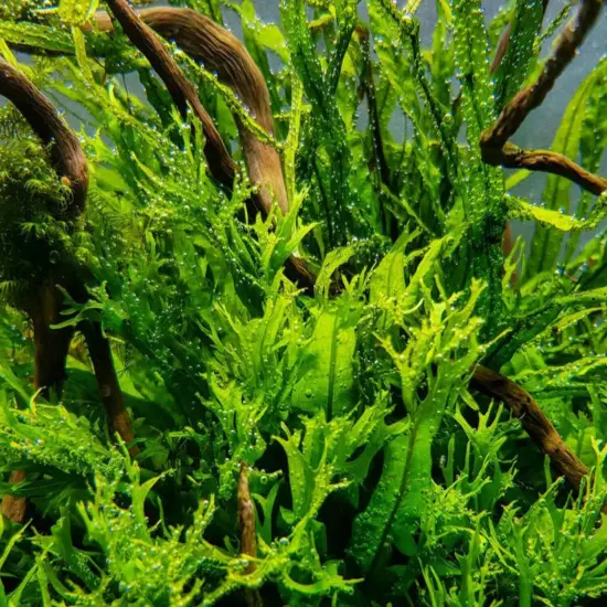 Package Bundle Java Fern Windelov Microsorum Pteropus Live Plant Aquarium Fish