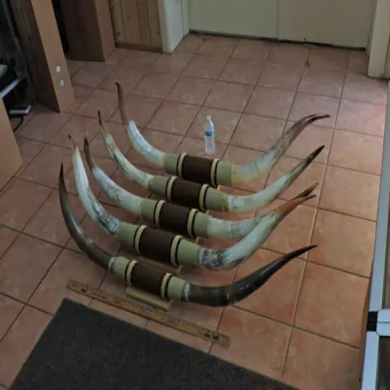 MOUNTED STEER HORNS 4'6" - 5' TIP TO TIP (1 SET) COW BULL HORNS LONGHORNS 