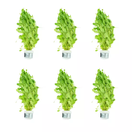 Package Bundle Glossostigma Elatinoides Live Plants for Freshwater Aquarium Tank