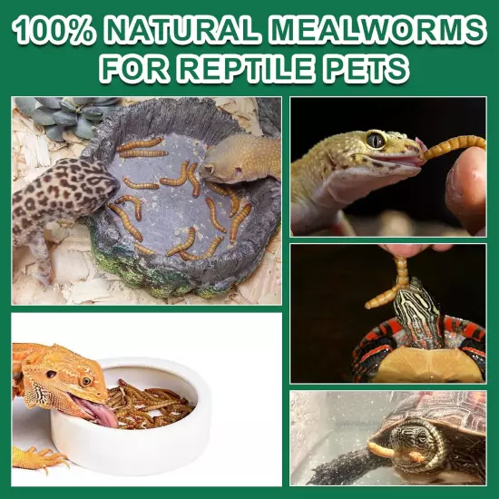 Dried Mealworms Reptile Food 100% Natural - High Protein Pet Meal Worms Food for