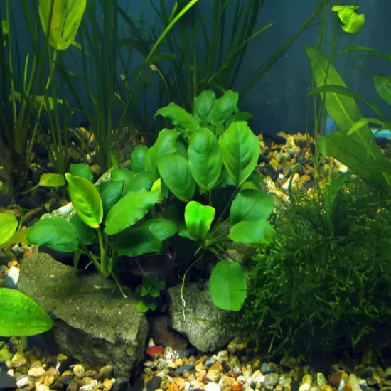 Package Loose Anubias Barteri Var. Nana Live Aquarium Plant Freshwater Fish Tank