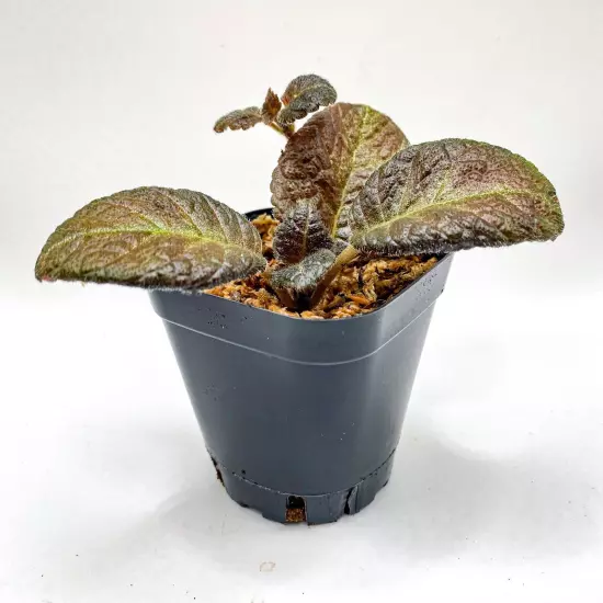 Episcia sp. 'European Seed' (2.5" Pot) / Live Terrarium Plant / Houseplant