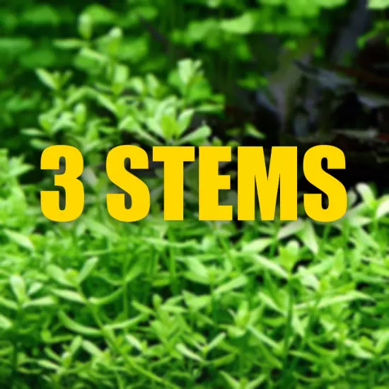 3 Stems Bacopa Monnieri Easy green midground aquarium plant beginner 