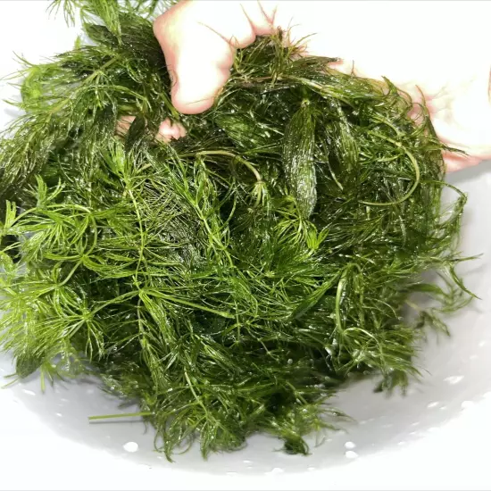 Hornwort LARGE AMOUNT (Ceratophyllum) Live Aquarium Pond Plant FAST GROW