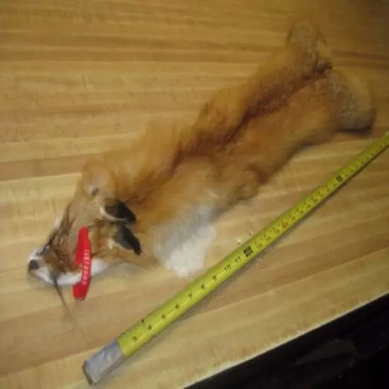 Tanned Red Fox Hide Furs Coats Taxidermy # 00001051 Row A-4