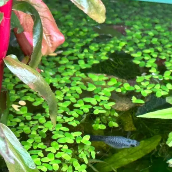 Duckweed (Lemna minor) – 25-50 Live Floating Plants for Aquariums, Ponds, and Bi