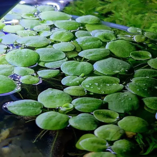 Amazon frogbit