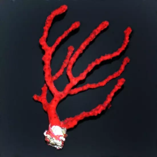 Live Coral Robbie's Corals Red Finger Gorgonian 3.5"-4" (Diodogorgia nodulifera)