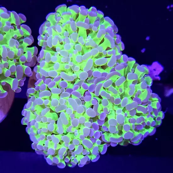 WYSIWYG, Frogspawn, 3 Heads, Euphyllia, LPS