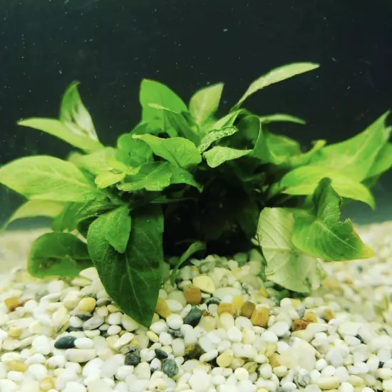 Package Bundle Nomaphila Siamensis Dwarf Hygrophila Aquariums Live Plants Tank