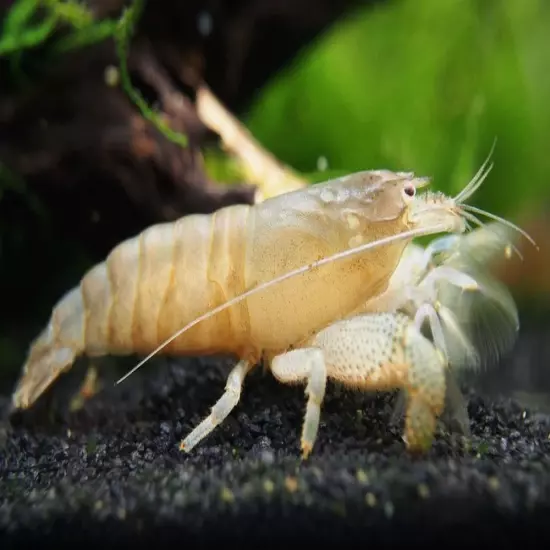 Vampire AKA Viper Shrimp (Atya gabonensis)