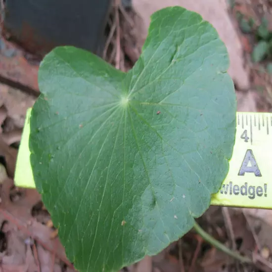 15 Brazilian Pennywort Water Ivy Hydrocotyle Live Aquarium Plant Round Leaves