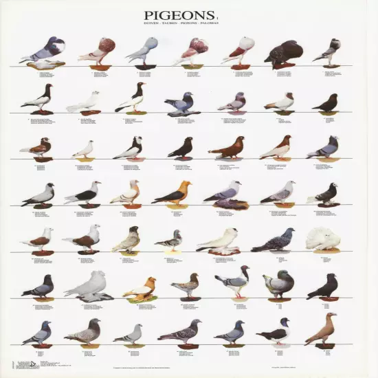 VAN KEULEN Bird Color / Varieties A4 Laminated Poster - Show Pigeons 1