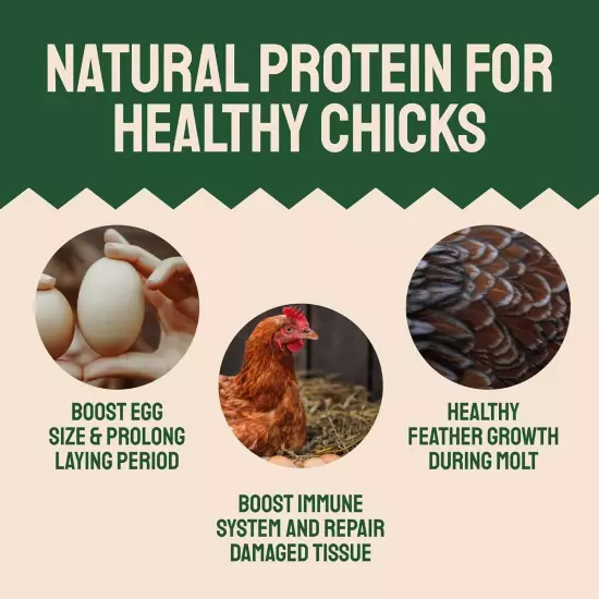 Premium Organic Non-GMO Dried Mealworms for Chickens, Wild Birds for Laying Hens