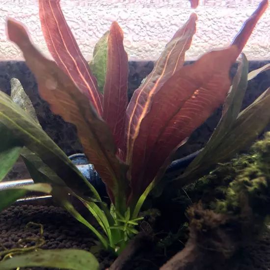 Package Bundle Amazon Sword Echinodorus Red Rubin Aquarium Live Plant Tank Decor