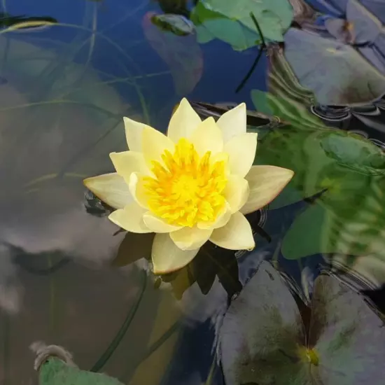 Buy2Get1Free Yellow Helvola Hardy Waterlily Live Freshwater Plants Pond Flower