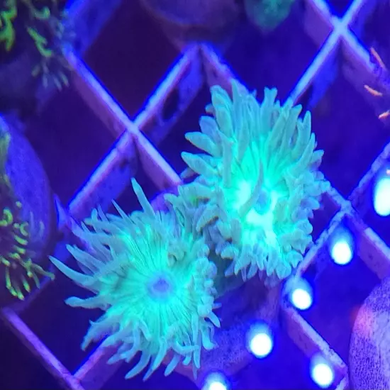 Live Coral Robbie's Ultra Green Duncan Coral Single Head 1"-1.5"