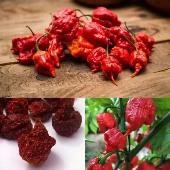 Whole Dried Carolina Reaper Pepper Pods World Hottest Best Quality Organic