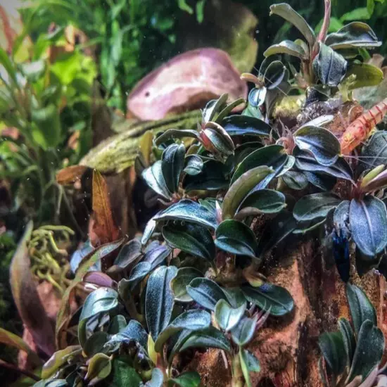 Bucephalandra Kedagang Mini Round Grown in Vitro Tissue Culture Aquariums Plants